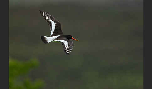 Austernfischer (Haematopus ostralegus)