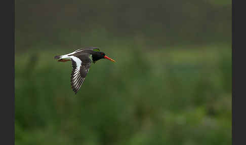 Austernfischer (Haematopus ostralegus)