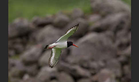 Austernfischer (Haematopus ostralegus)