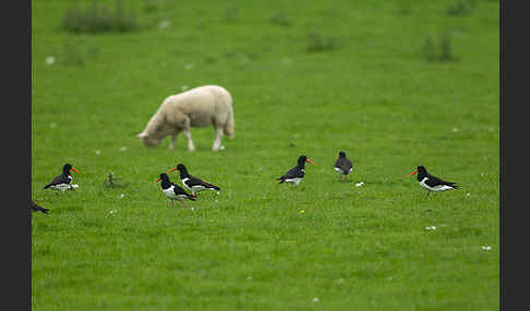 Austernfischer (Haematopus ostralegus)