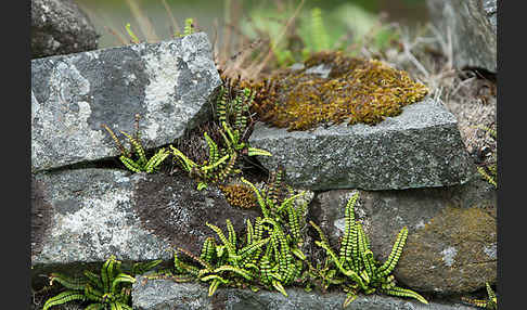 Brauner Streifenfarn (Asplenium trichomanes)