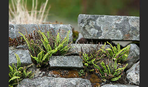 Brauner Streifenfarn (Asplenium trichomanes)