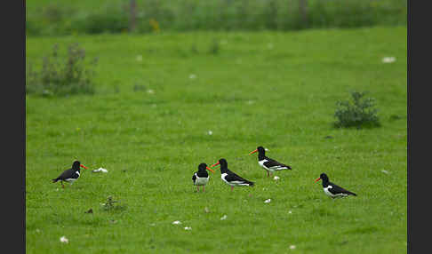 Austernfischer (Haematopus ostralegus)