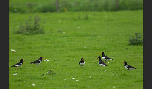 Austernfischer (Haematopus ostralegus)