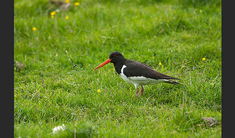 Austernfischer (Haematopus ostralegus)