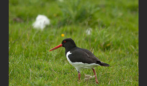 Austernfischer (Haematopus ostralegus)