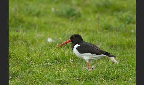 Austernfischer (Haematopus ostralegus)