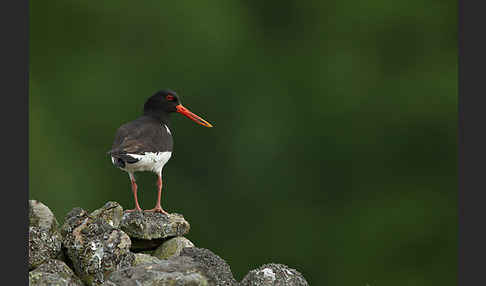 Austernfischer (Haematopus ostralegus)