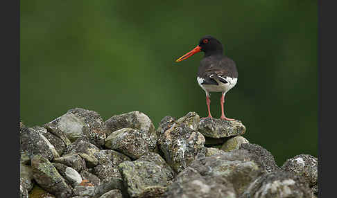 Austernfischer (Haematopus ostralegus)