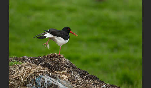 Austernfischer (Haematopus ostralegus)