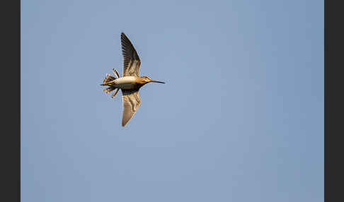 Bekassine (Gallinago gallinago)