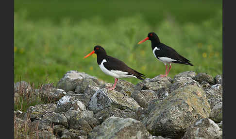 Austernfischer (Haematopus ostralegus)