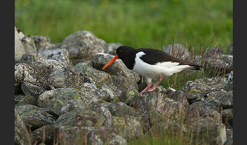 Austernfischer (Haematopus ostralegus)