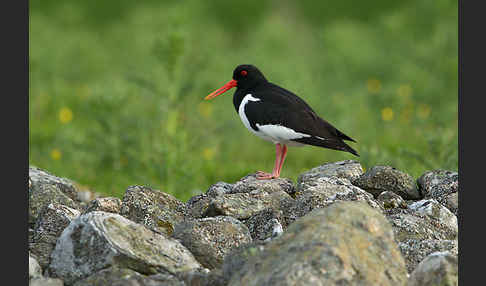 Austernfischer (Haematopus ostralegus)