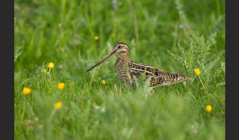 Bekassine (Gallinago gallinago)