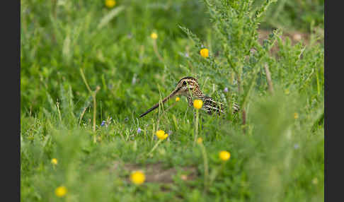 Bekassine (Gallinago gallinago)