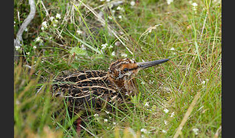 Bekassine (Gallinago gallinago)