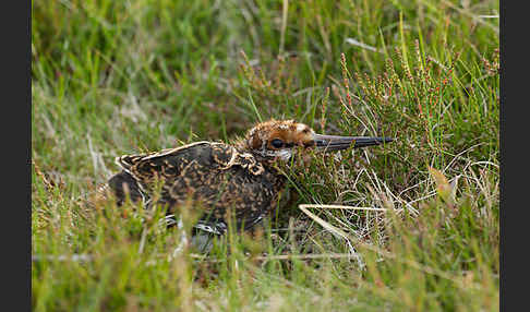 Bekassine (Gallinago gallinago)