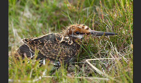 Bekassine (Gallinago gallinago)