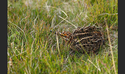 Bekassine (Gallinago gallinago)