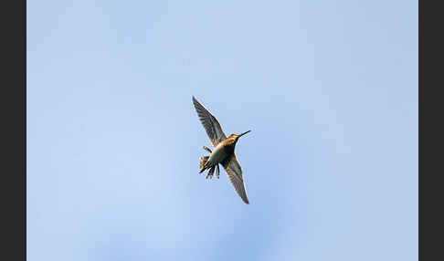 Bekassine (Gallinago gallinago)