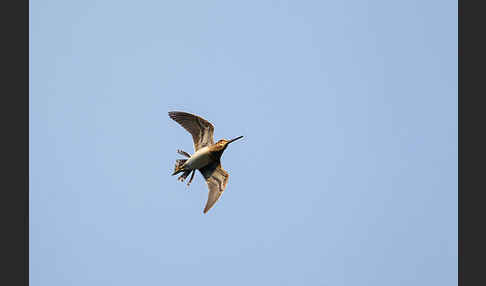 Bekassine (Gallinago gallinago)