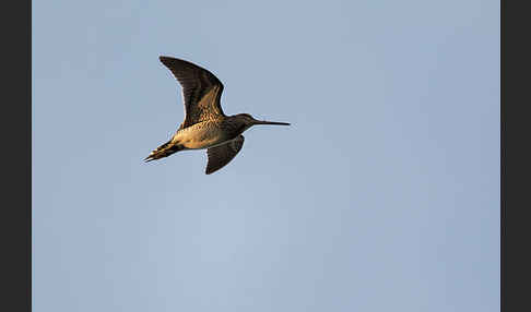 Bekassine (Gallinago gallinago)