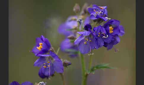 Blaue Himmelsleiter (Polemonium caeruleum)