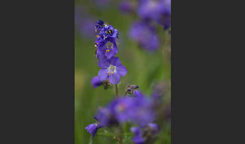 Blaue Himmelsleiter (Polemonium caeruleum)