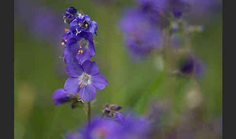 Blaue Himmelsleiter (Polemonium caeruleum)