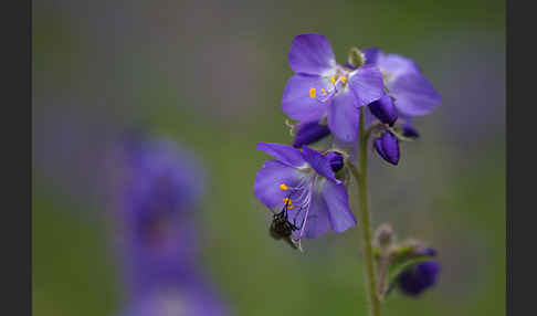 Blaue Himmelsleiter (Polemonium caeruleum)