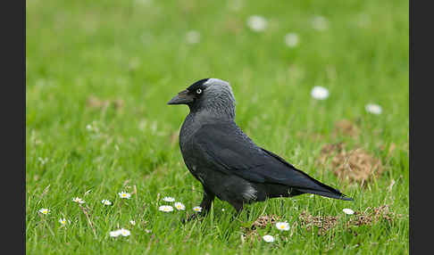 Dohle (Corvus monedula)