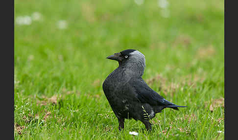 Dohle (Corvus monedula)