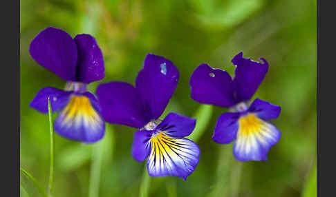 Wildes Stiefmütterchen (Viola tricolor agg.)