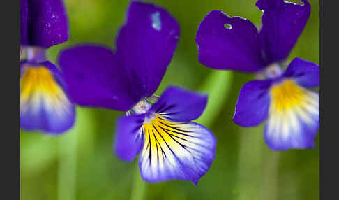 Wildes Stiefmütterchen (Viola tricolor agg.)