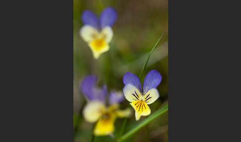 Wildes Stiefmütterchen (Viola tricolor agg.)