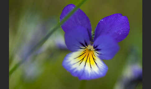 Wildes Stiefmütterchen (Viola tricolor agg.)