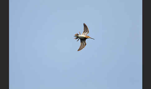 Bekassine (Gallinago gallinago)