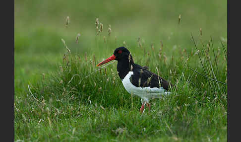 Austernfischer (Haematopus ostralegus)