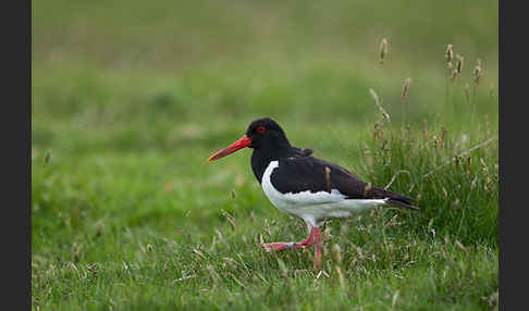 Austernfischer (Haematopus ostralegus)