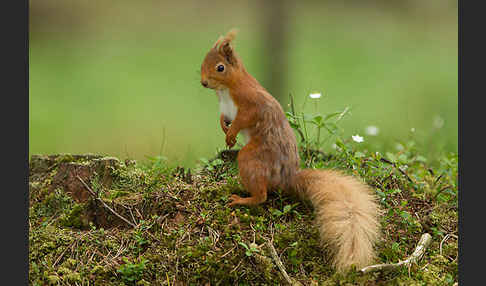 Eichhörnchen (Sciurus vulgaris)