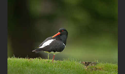 Austernfischer (Haematopus ostralegus)