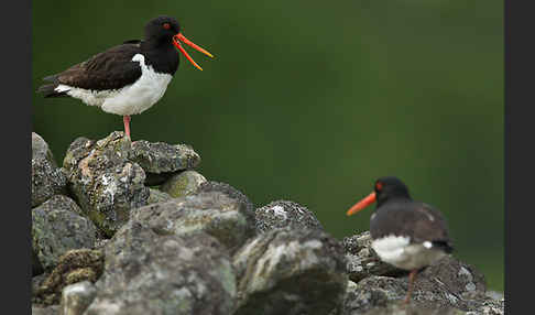 Austernfischer (Haematopus ostralegus)