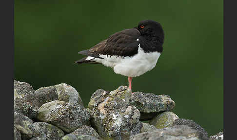 Austernfischer (Haematopus ostralegus)