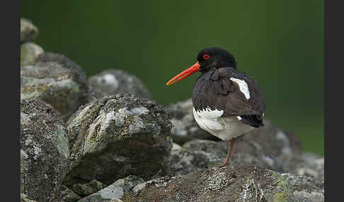 Austernfischer (Haematopus ostralegus)