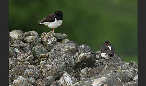 Austernfischer (Haematopus ostralegus)