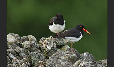 Austernfischer (Haematopus ostralegus)