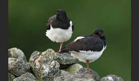 Austernfischer (Haematopus ostralegus)