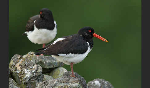 Austernfischer (Haematopus ostralegus)