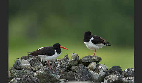 Austernfischer (Haematopus ostralegus)